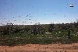 Large swams of locusts are being reported in parts of northern Victoria.
