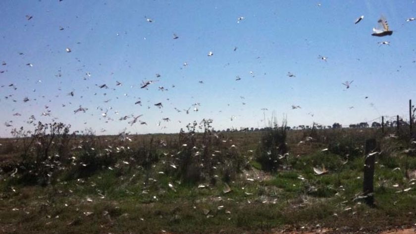 Large swams of locusts are being reported in parts of northern Victoria.