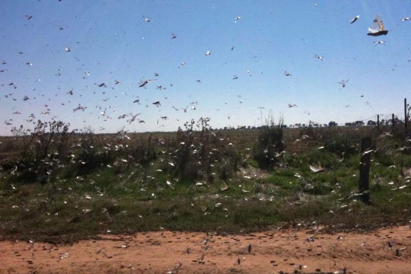 Swarm of locusts (ABC TV: Erin Vincent)