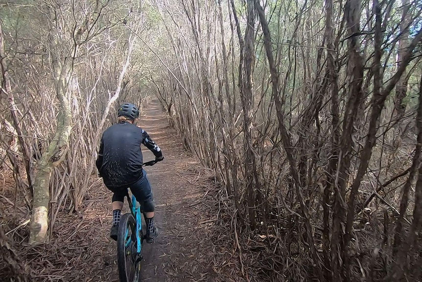 MTB rider moves through a tunnel-like row of trees in forest