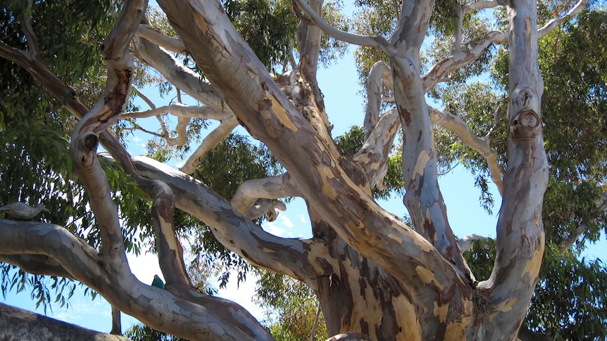 The branches of a large eucalyptus tree