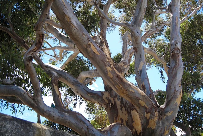 The branches of a large eucalyptus tree