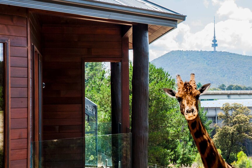 A giraffe pokes its head into shot with Black Mountain tower in the background.