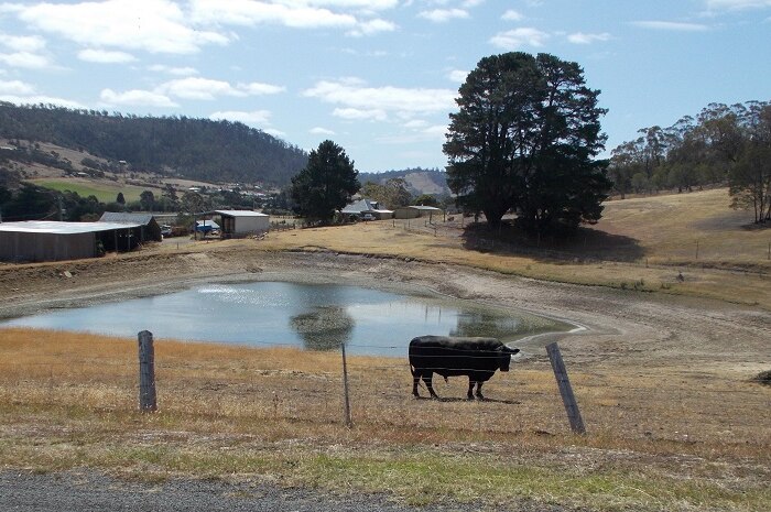A bull stands beside a semi-dry dam