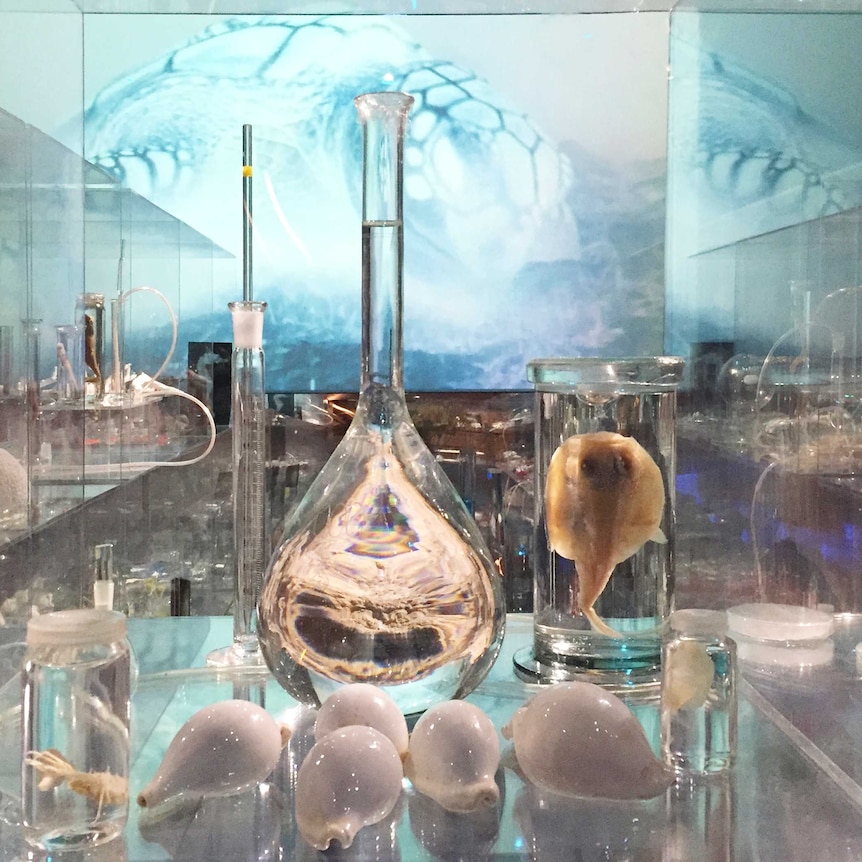 Shining white cowrie shells and glass beakers containing marine creatures inside a glass case.