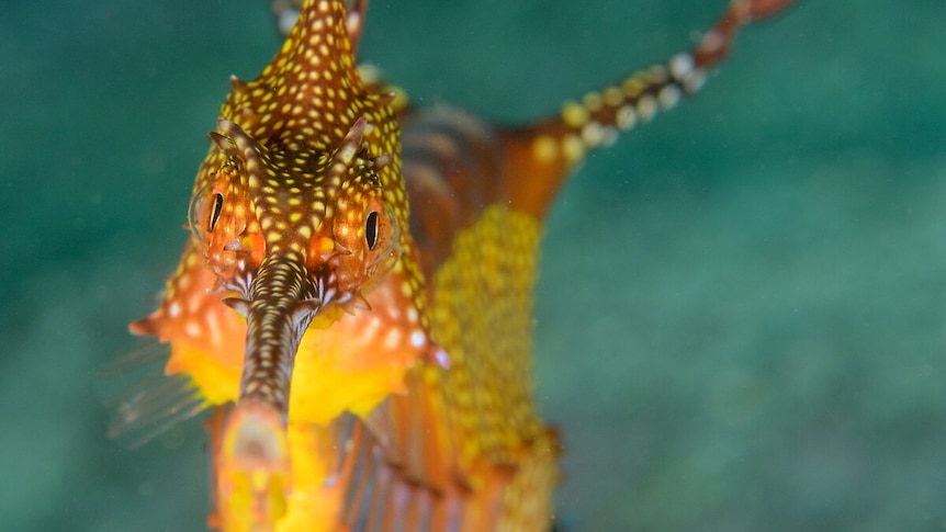 Close-up of a seadragon's face from front-on, showing it's brown, orange and yellow facial markings. 