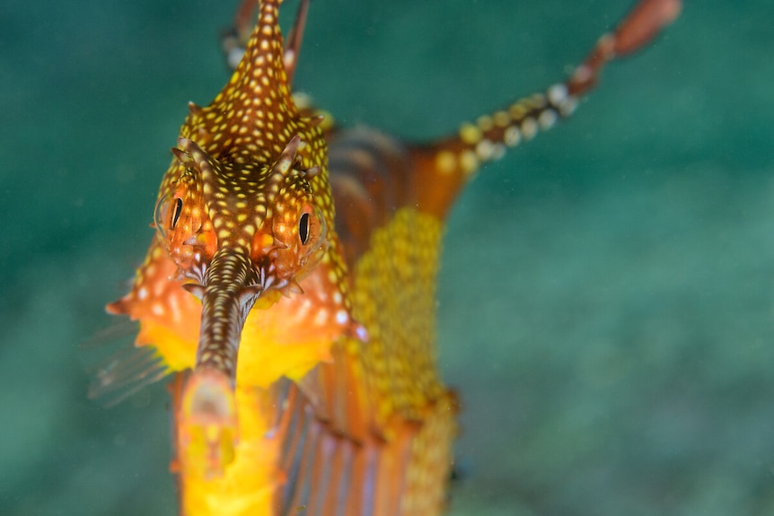 Close-up of a seadragon's face from front-on, showing it's brown, orange and yellow facial markings. 