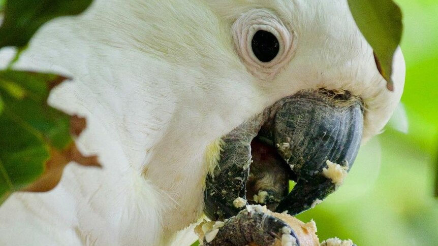 A cockatoo holds a macadamia in its claws as it eats the nut.