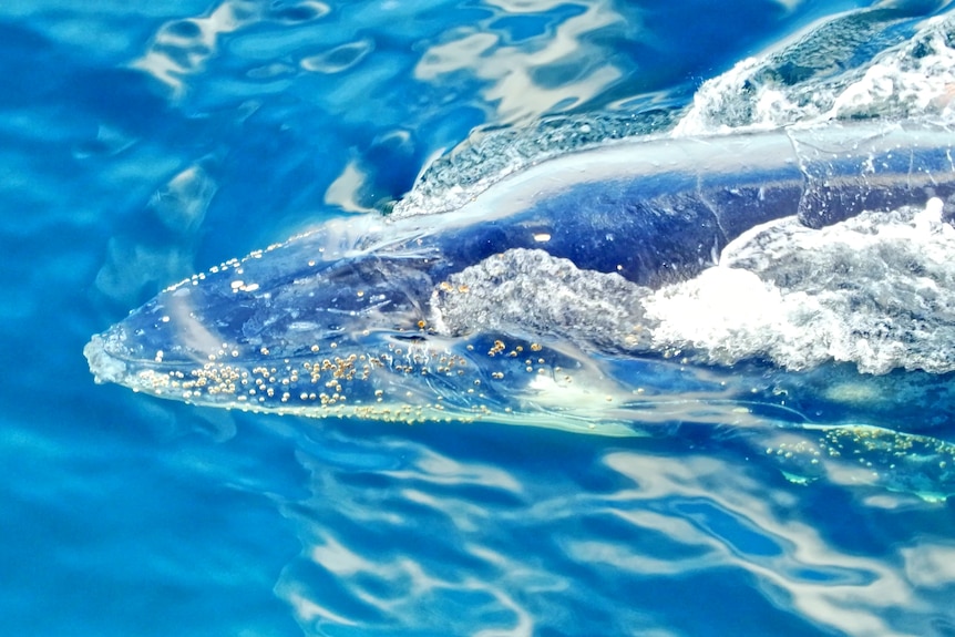 The head of a humpback whale as it swims in the ocean.