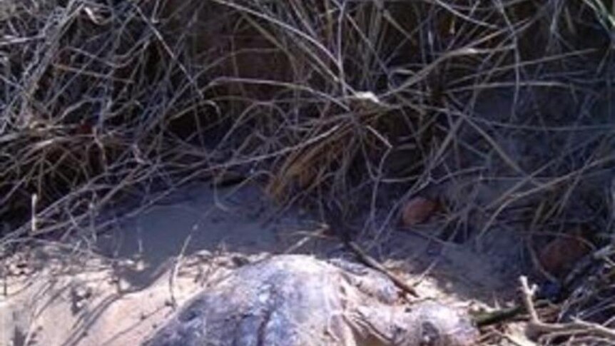Dead turtles have been found on a number of beaches near Gladstone