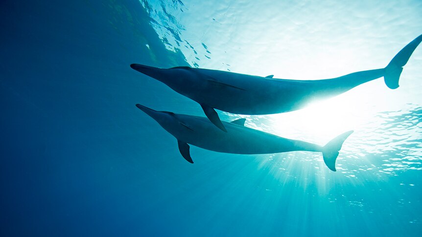 Two dolphins swim in Hawaiian waters