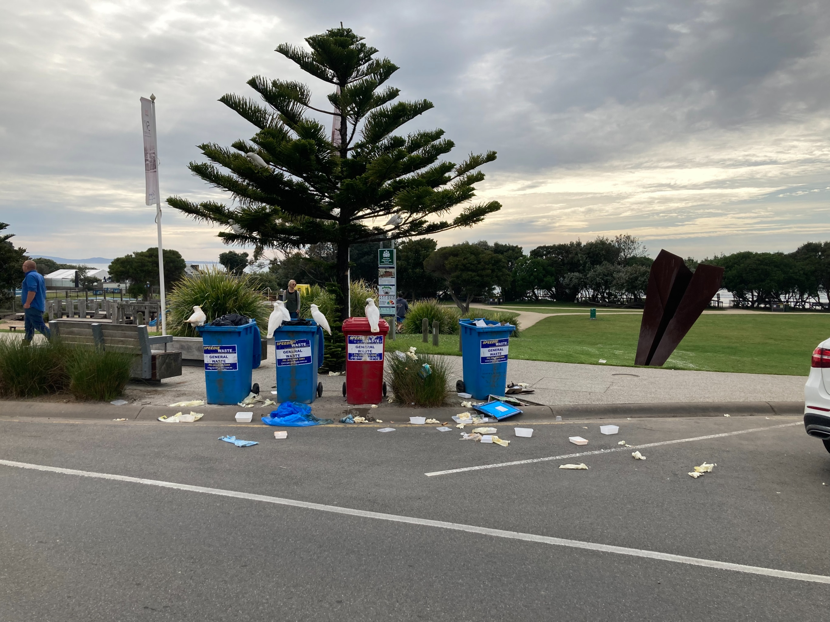 Rubbish is scattered around four open blue and red wheelie bins where cockatoos sit in a car park on a cloudy day.