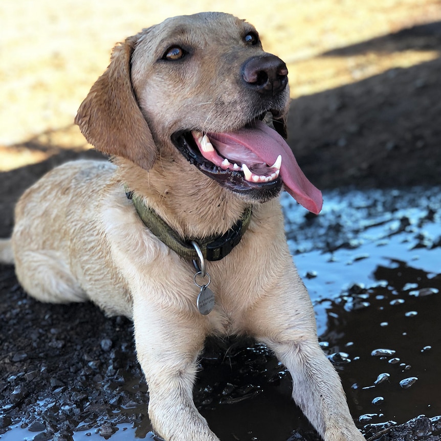A photo of a white labrador looking happy as she lies in some mud.