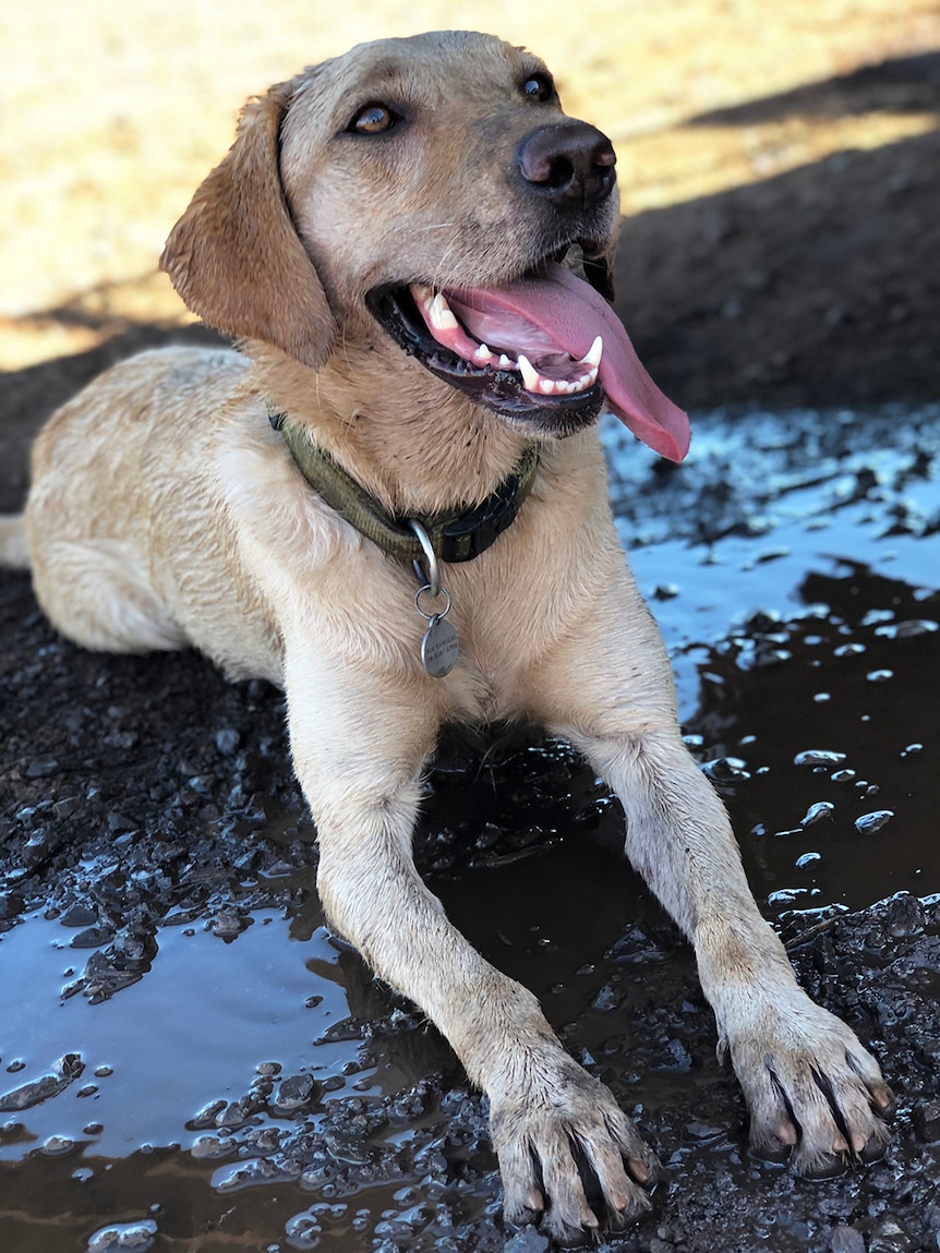 A photo of a white labrador looking happy as she lies in some mud.