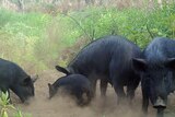 A group of feral pigs