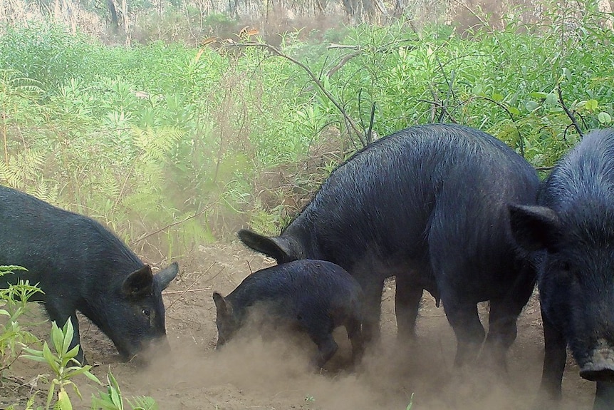 A group of feral pigs nosing around in some scrub.