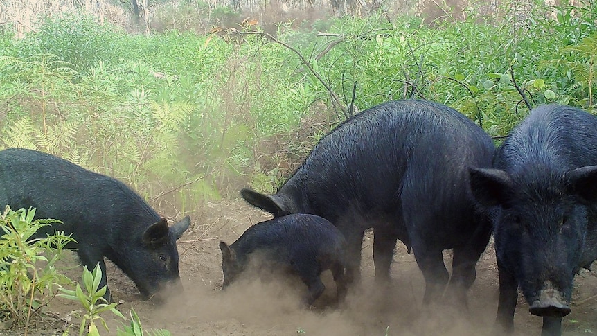 A group of feral pigs