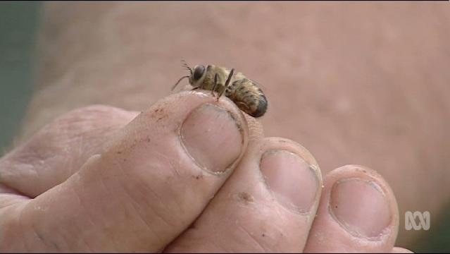A bee sits on the end of a finger
