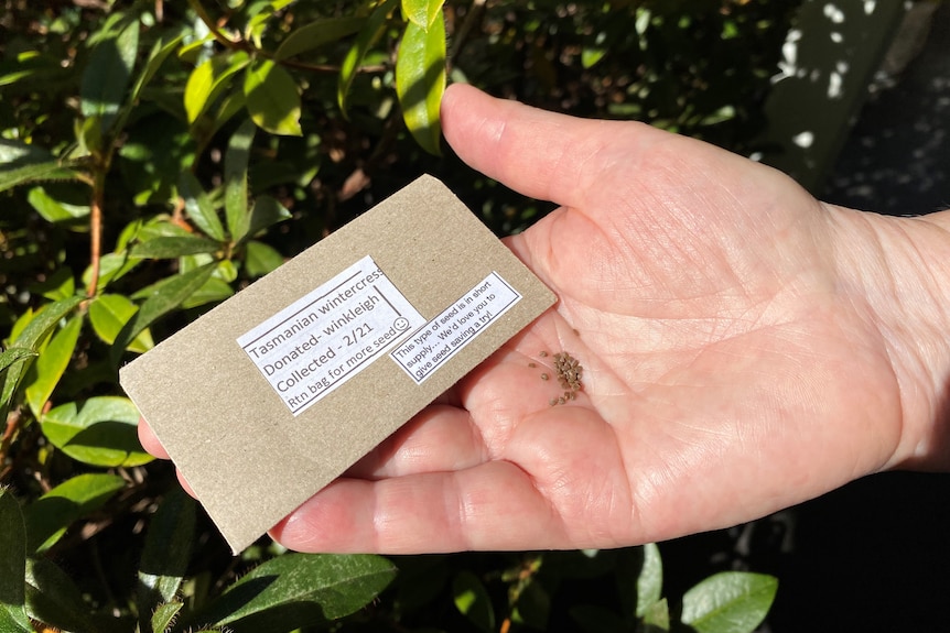 A hand with seeds and a packet of Tasmanian winter cress.