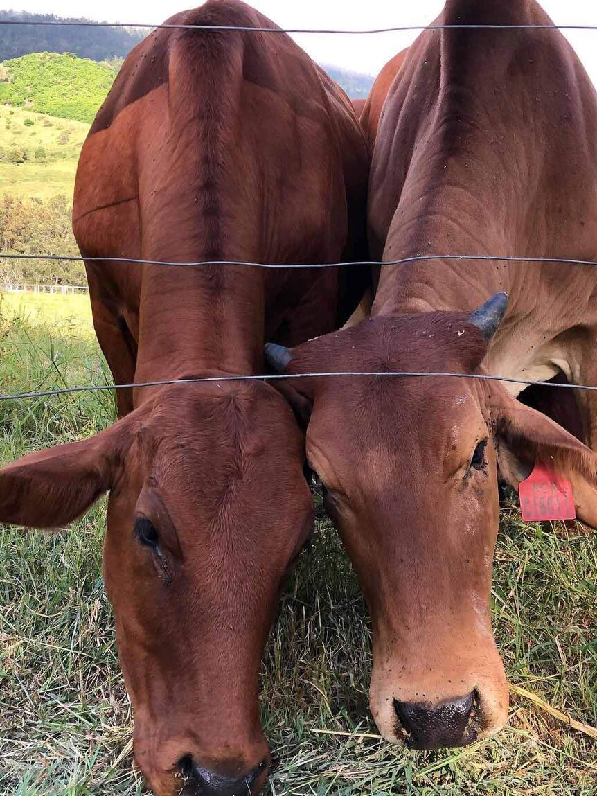 Two cows eating grass through a wire fence