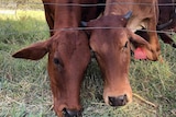 Two cows eating grass through a wire fence