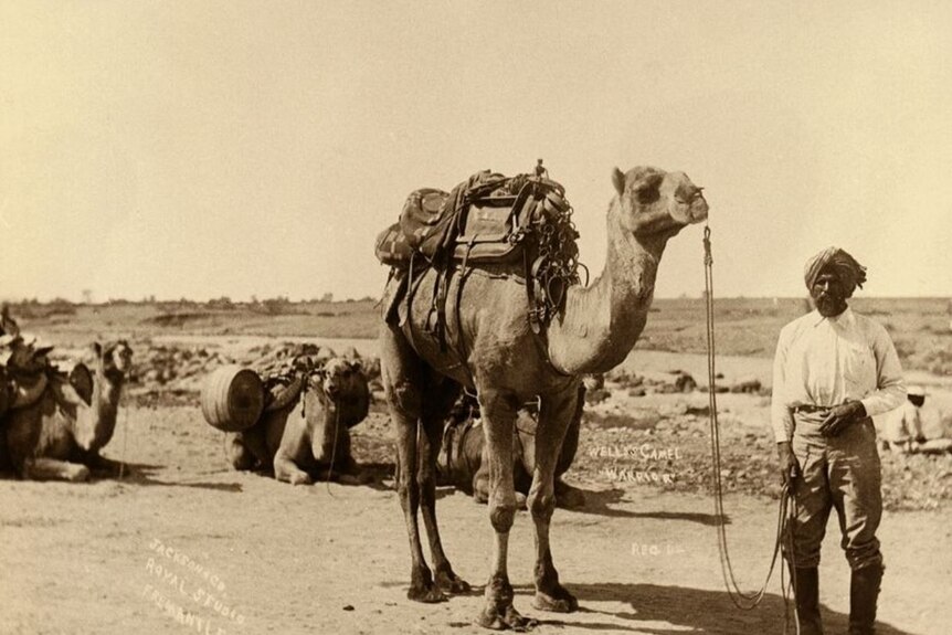 Yellowing black and white photo of a camel with saddle and man holding its reigns wearing turban and squinting into the sun.