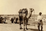 Yellowing black and white photo of a camel with saddle and man holding its reigns wearing turban and squinting into the sun.