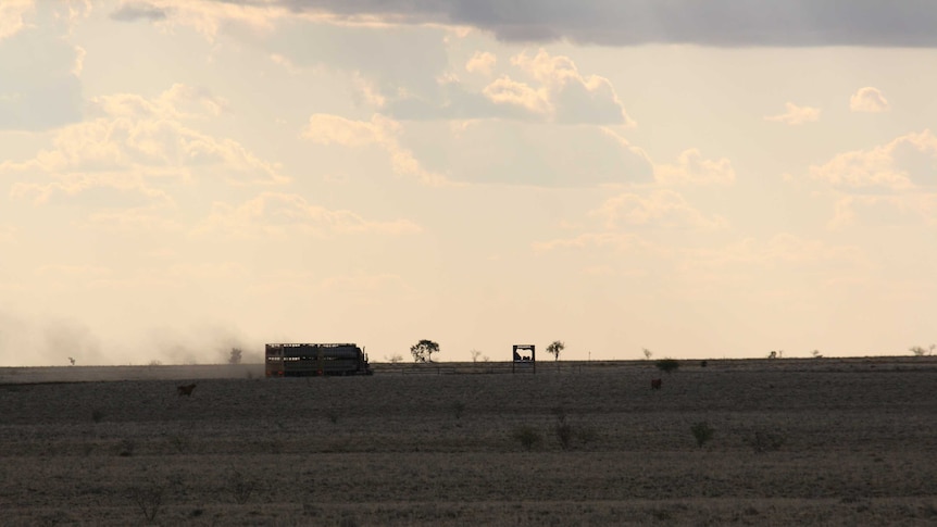 A cattle truck full of weaners in western Queensland