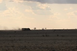 A cattle truck full of weaners in western Queensland