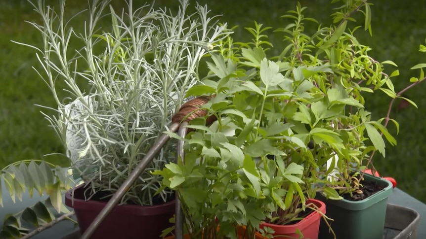 A bunch of herbs including a curry plant, french tarragon and summer savoury