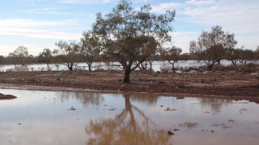 A flooded paddock at Nappa Merrie station near Thargomindah.