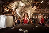 Woman throwing a fleece of wool