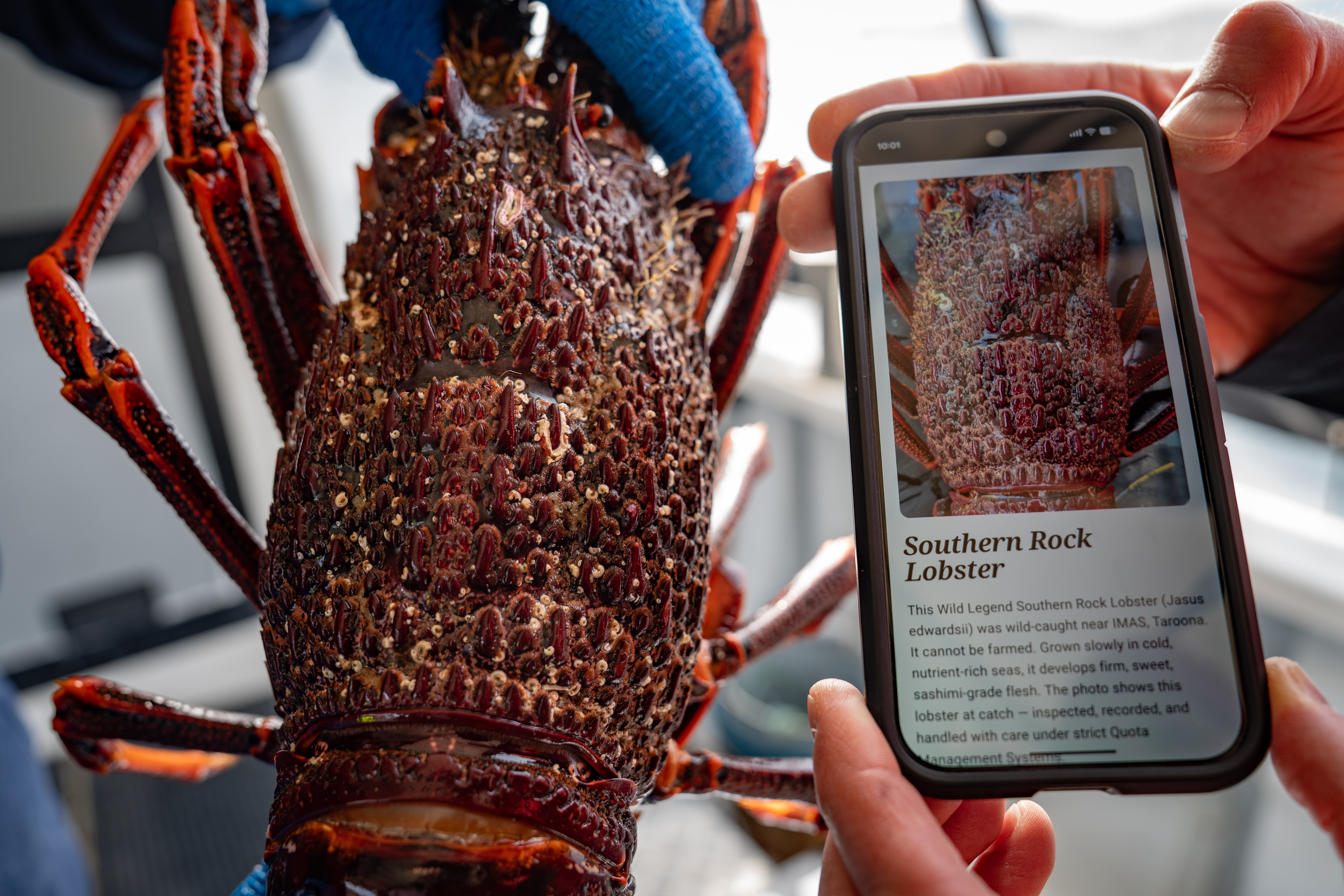 A lobster is shown next to a phone which shows the photo of the same lobster last time it was caught