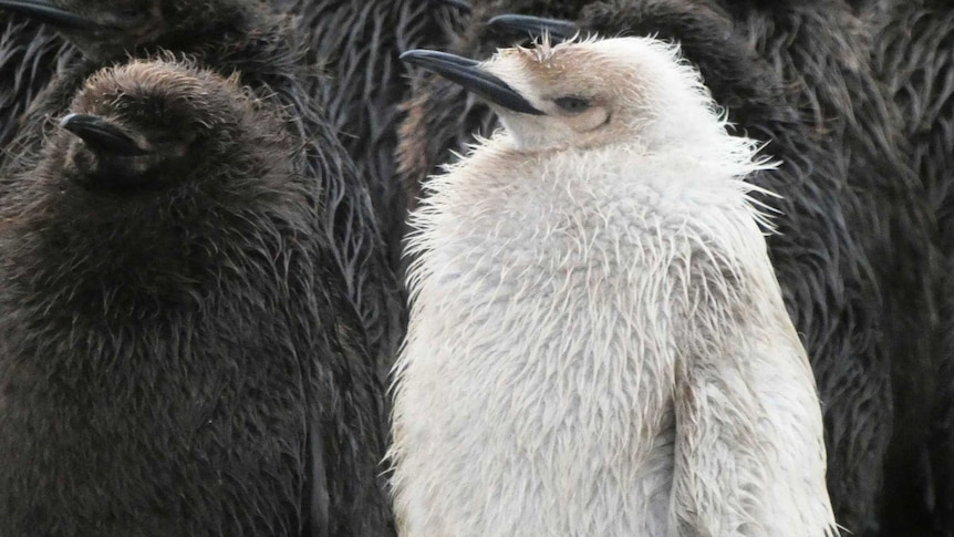 The pale penguin found on Macquarie Island