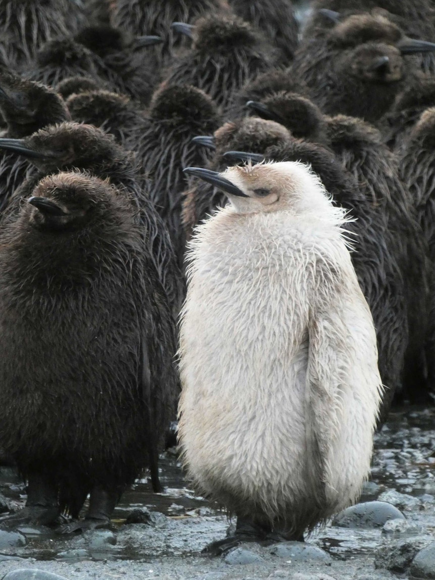 The pale penguin found on Macquarie Island