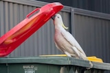A cockatoo opens a red bin lid with his beak while sitting on the edge, another cockatoo watches on.