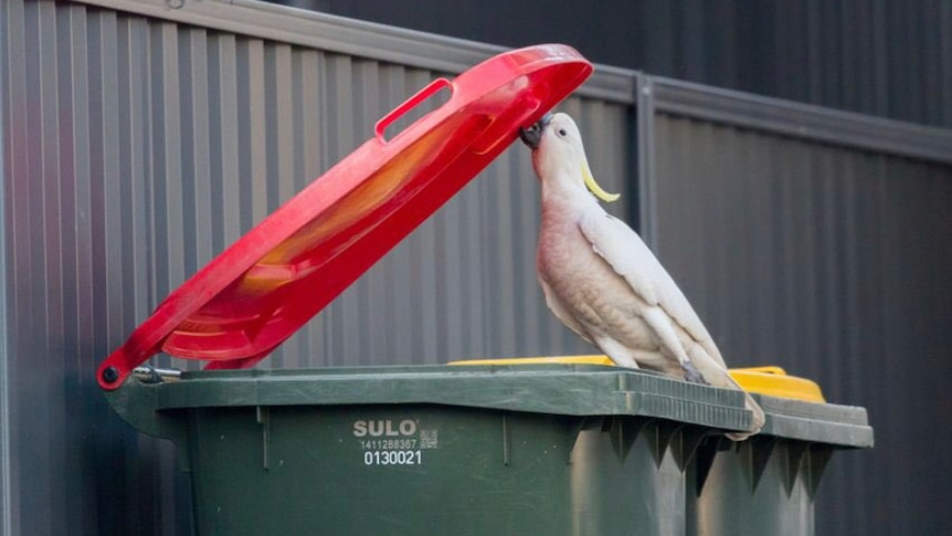 A cockatoo opens a red bin lid with his beak while sitting on the edge, another cockatoo watches on.