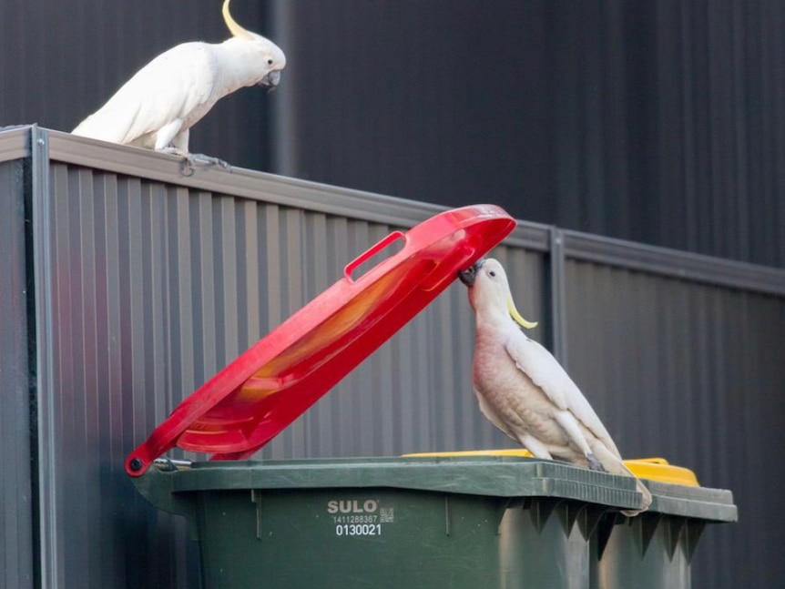 A cockatoo opens a red bin lid with his beak while sitting on the edge, another cockatoo watches on.