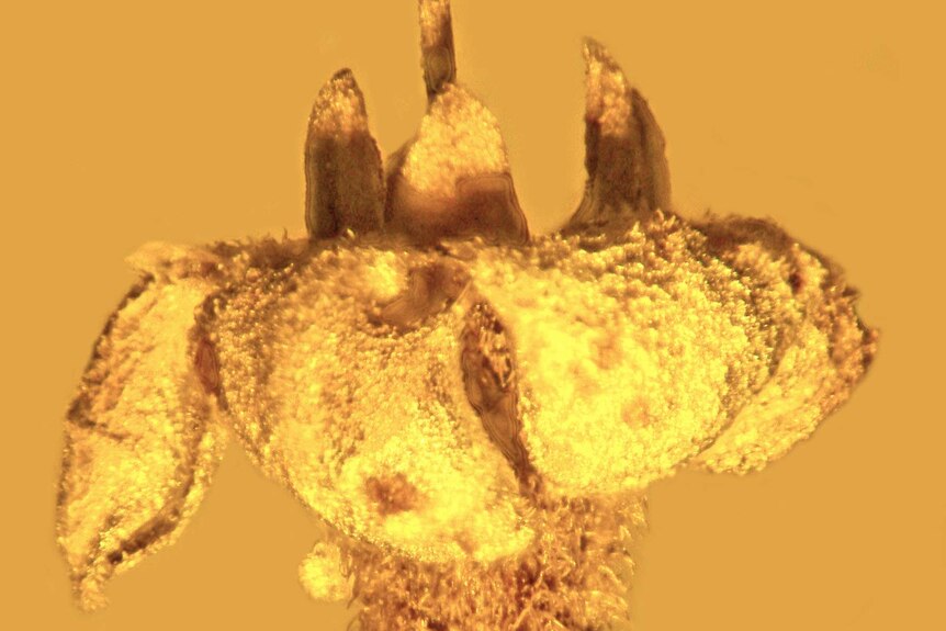 Close-up of flower in amber