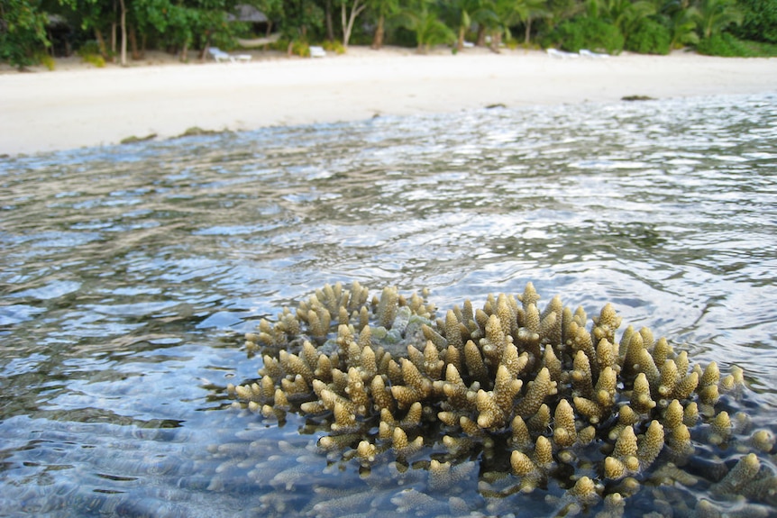 A coral is exposed at low tide near the shoreline lined with palm trees