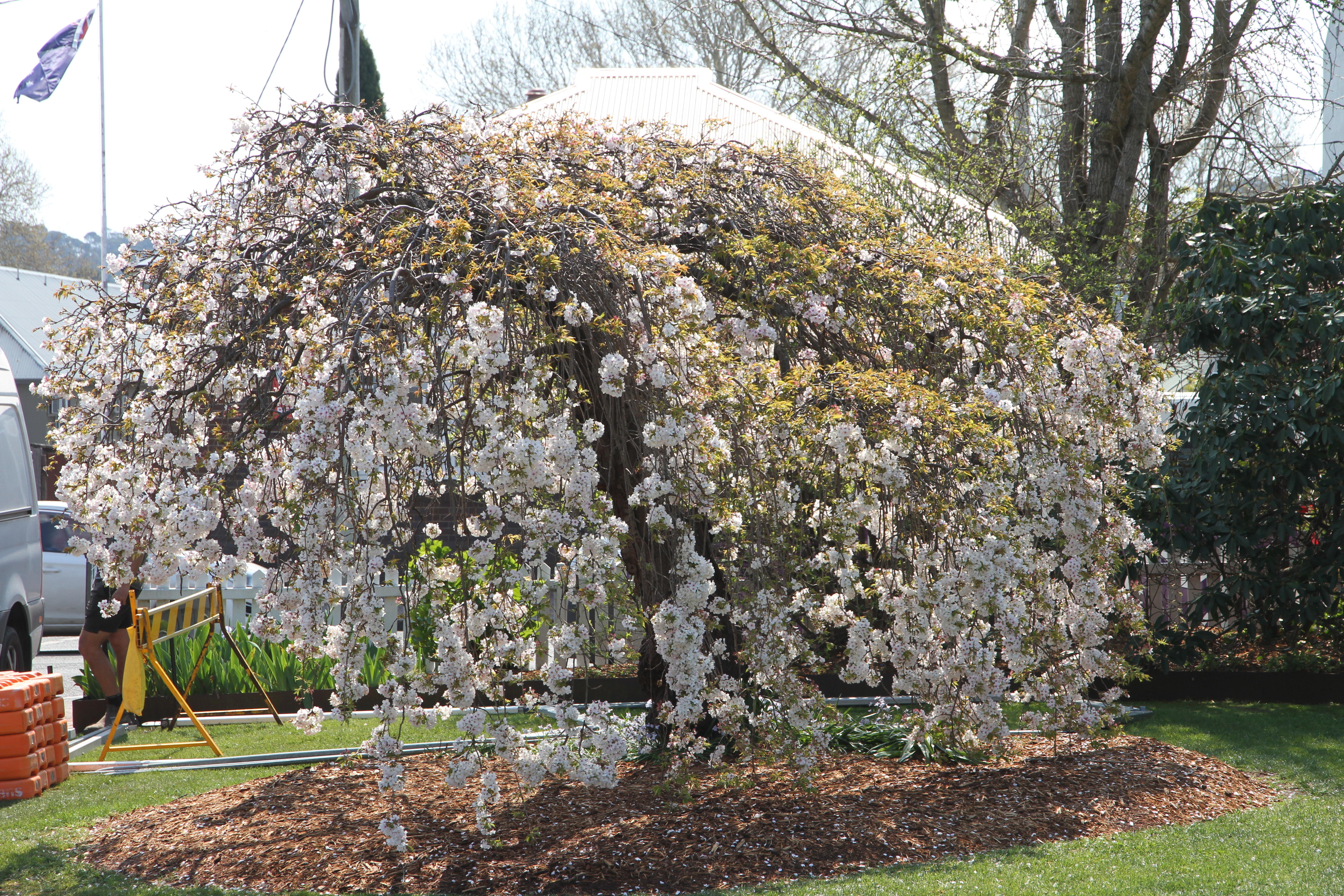 A flowering tree