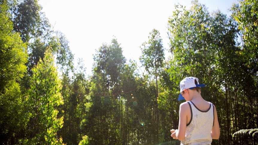 A boy in singlet and cap stands before an expanse of tall, straight eucalypts warmly lit by the afternoon sun.
