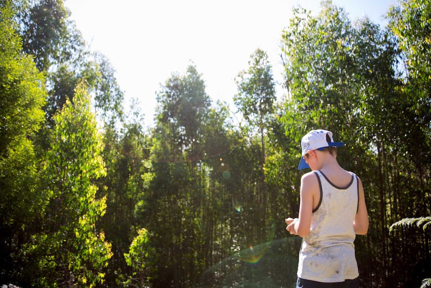 A boy in singlet and cap stands before an expanse of tall, straight eucalypts warmly lit by the afternoon sun.