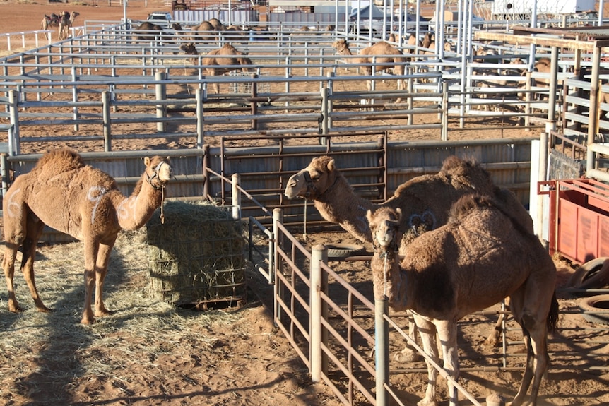Camels in pens at Boulia