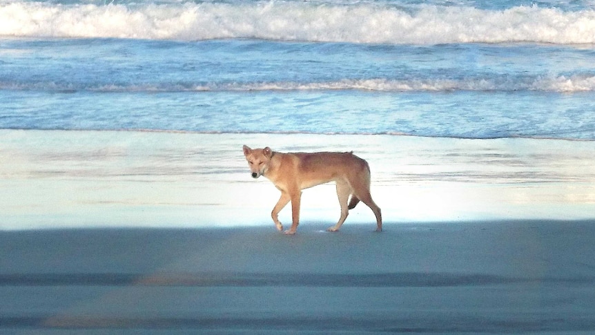 Dingo by water's edge