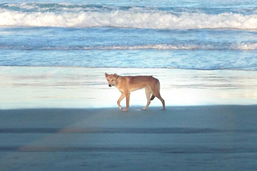 Dingo by water's edge