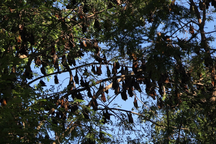 flying foxes hanging in a green tree