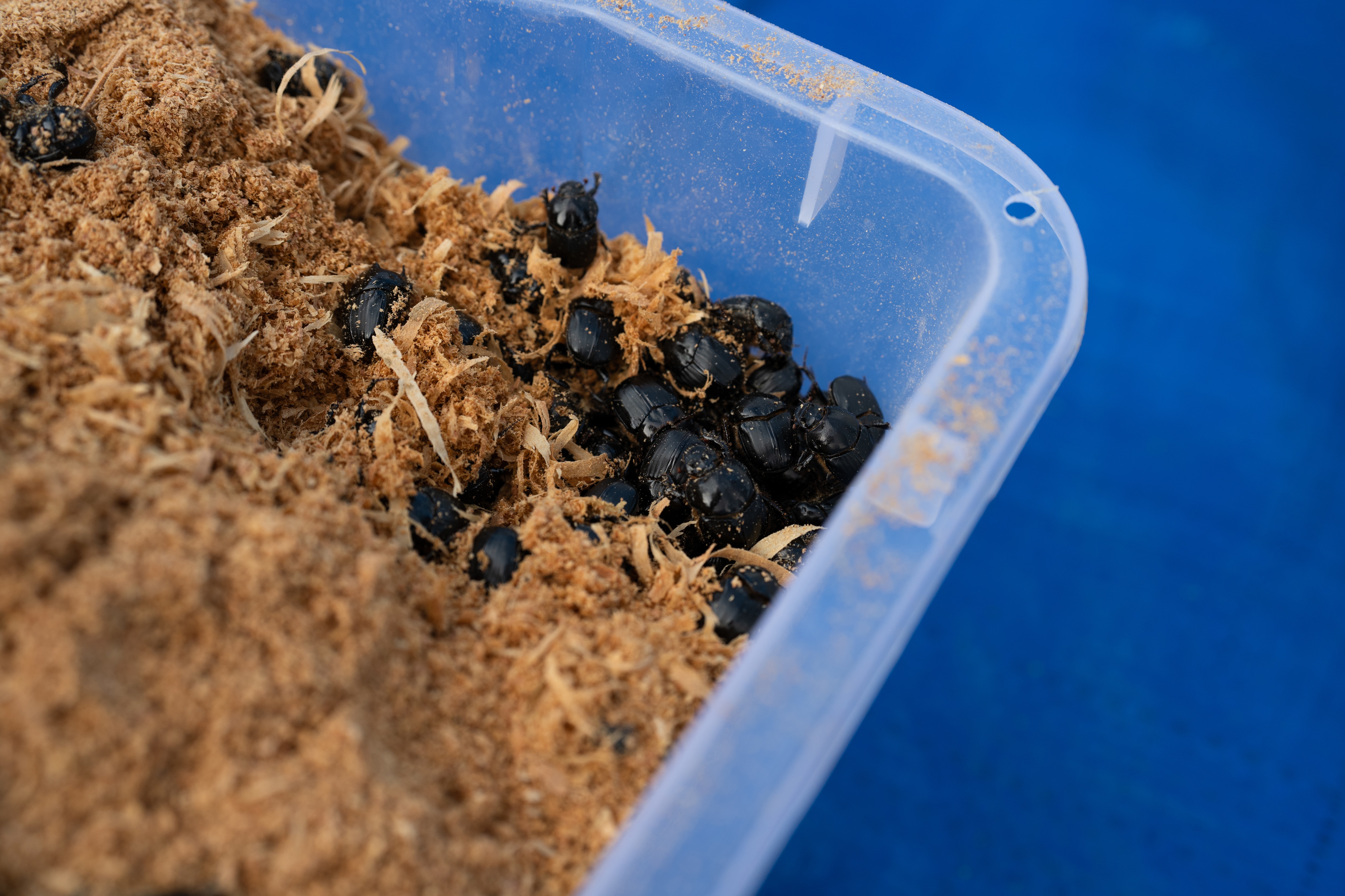 Dung beetles sitting on top of sawdust in plastic container