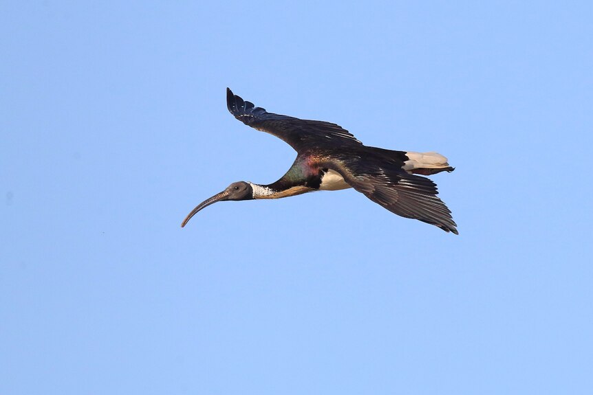 A close-up photo of an ibis mid-flight against a blue sky. 