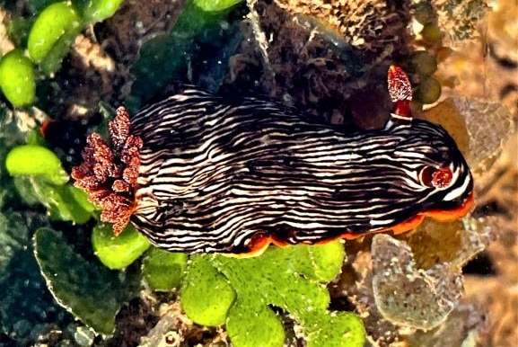 A black and white striped sea slug with orange frilled edges swims above green seaweed underwater.